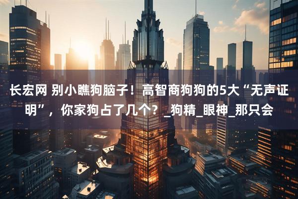 长宏网 别小瞧狗脑子！高智商狗狗的5大“无声证明”，你家狗占了几个？_狗精_眼神_那只会